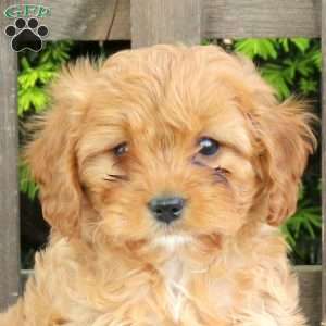 Callie, Cavapoo Puppy