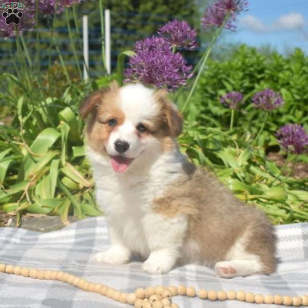 Calvin, Pembroke Welsh Corgi Puppy