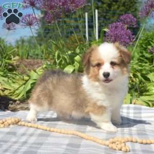 Calvin, Pembroke Welsh Corgi Puppy
