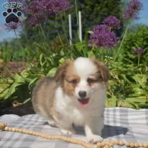 Calvin, Pembroke Welsh Corgi Puppy