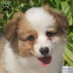 Calvin, Pembroke Welsh Corgi Puppy