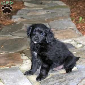 Camden, Pomapoo Puppy