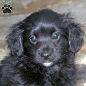 Camden, Pomapoo Puppy