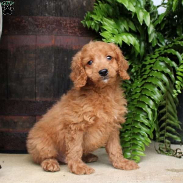 Cameron, Mini Goldendoodle Puppy