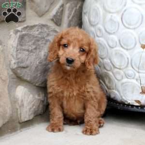Cameron, Mini Goldendoodle Puppy