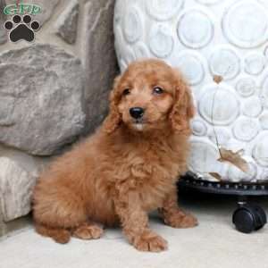 Cameron, Mini Goldendoodle Puppy
