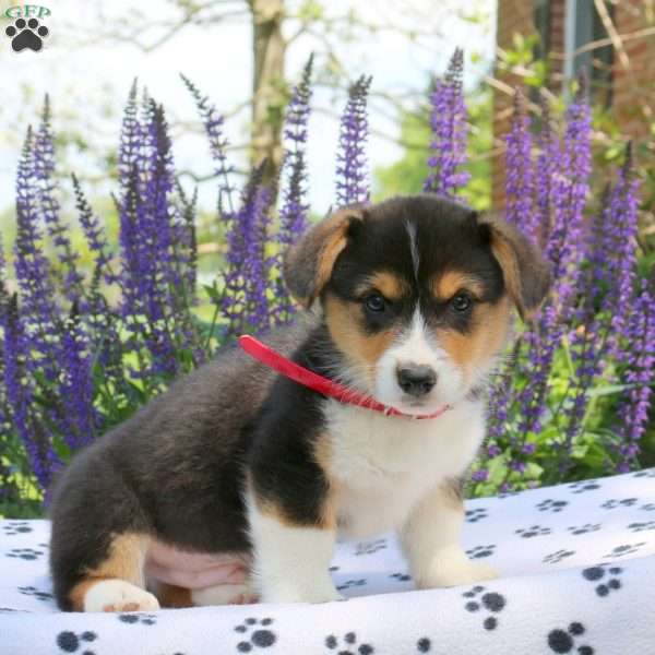 Camo, Pembroke Welsh Corgi Puppy