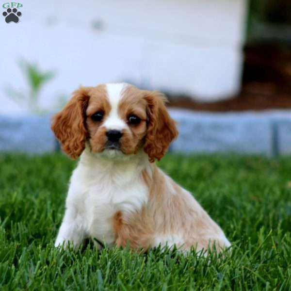 Candy, Cavalier King Charles Spaniel Puppy