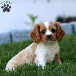 Candy, Cavalier King Charles Spaniel Puppy