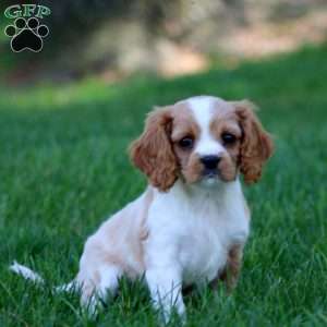 Candy, Cavalier King Charles Spaniel Puppy