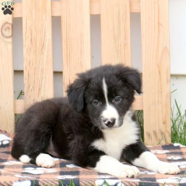 Captain, Border Collie Puppy