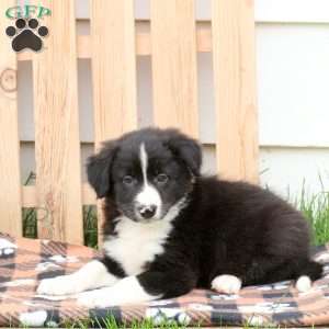 Captain, Border Collie Puppy