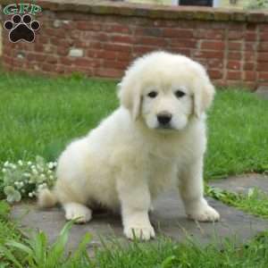 Captain, Maremma Sheepdog Puppy
