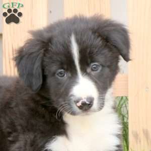 Captain, Border Collie Puppy