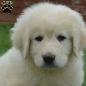 Captain, Maremma Sheepdog Puppy