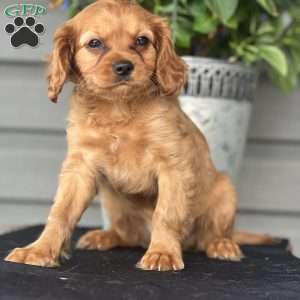 Captain, Cavapoo Puppy