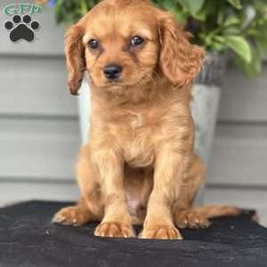 Captain, Cavapoo Puppy