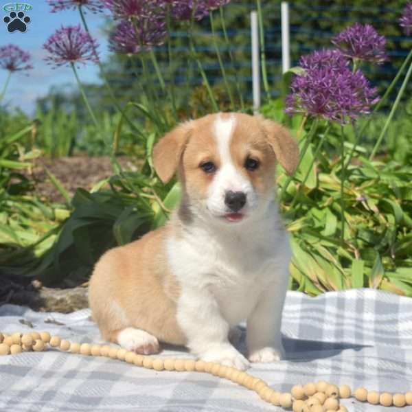 Caramel, Pembroke Welsh Corgi Puppy