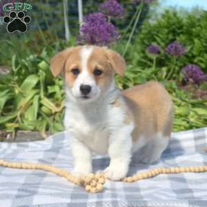 Caramel, Pembroke Welsh Corgi Puppy
