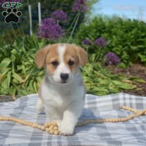 Caramel, Pembroke Welsh Corgi Puppy