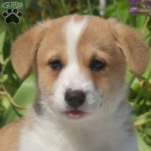 Caramel, Pembroke Welsh Corgi Puppy