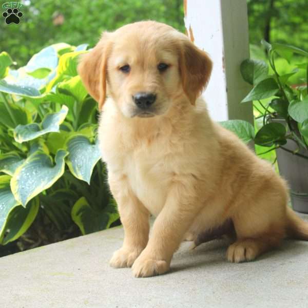 Carl, Golden Retriever Puppy