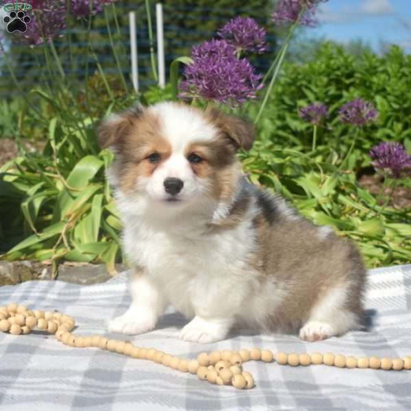 Carl, Pembroke Welsh Corgi Puppy