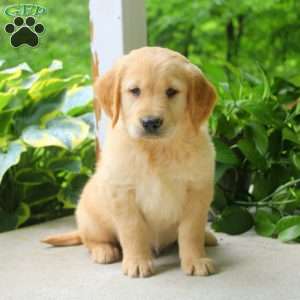 Carl, Golden Retriever Puppy