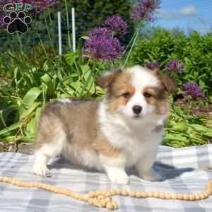 Carl, Pembroke Welsh Corgi Puppy