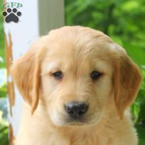 Carl, Golden Retriever Puppy