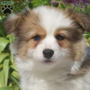 Carl, Pembroke Welsh Corgi Puppy