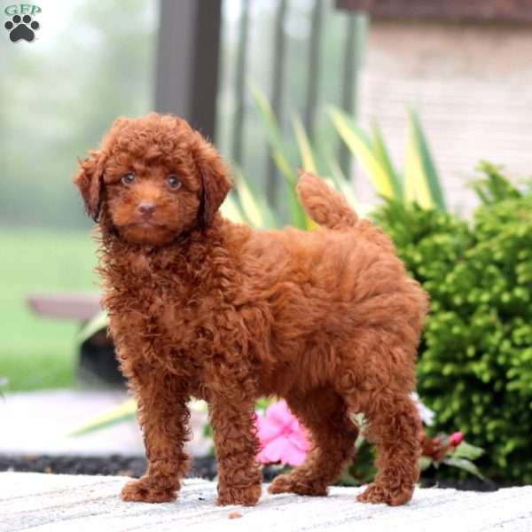 Carla, Miniature Poodle Puppy