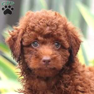 Carla, Miniature Poodle Puppy