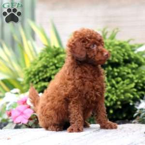 Carla, Miniature Poodle Puppy