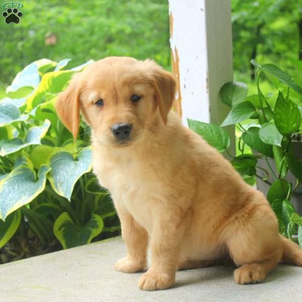 Carmel, Golden Retriever Puppy