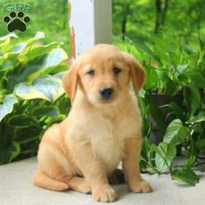 Carmel, Golden Retriever Puppy