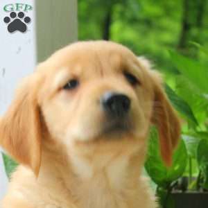 Carmel, Golden Retriever Puppy