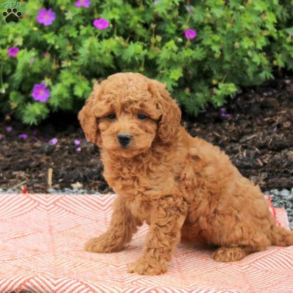 Carmen, Mini Goldendoodle Puppy