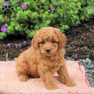 Carmen, Mini Goldendoodle Puppy