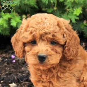 Carmen, Mini Goldendoodle Puppy