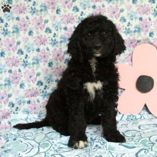 Carol, Saint Berdoodle Puppy