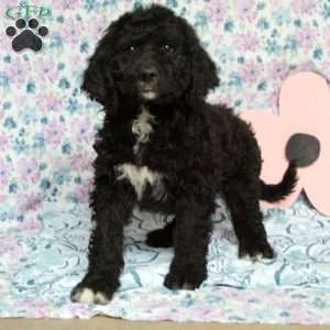 Carol, Saint Berdoodle Puppy
