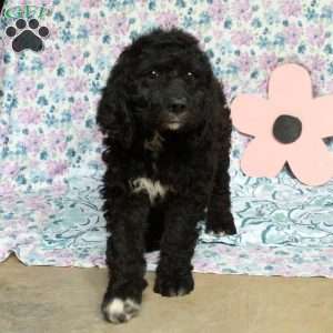 Carol, Saint Berdoodle Puppy