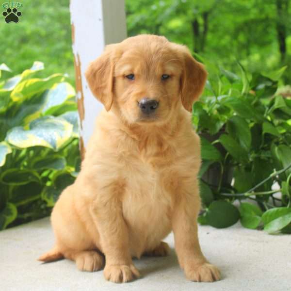 Carrie, Golden Retriever Puppy
