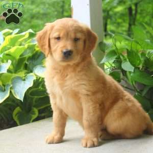 Carrie, Golden Retriever Puppy