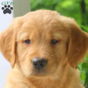 Carrie, Golden Retriever Puppy