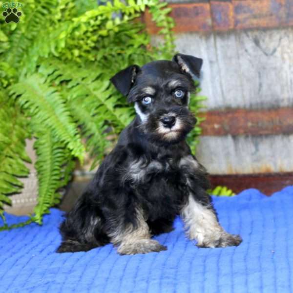 Carrie, Miniature Schnauzer Puppy