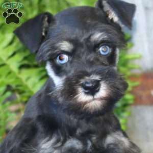 Carrie, Miniature Schnauzer Puppy