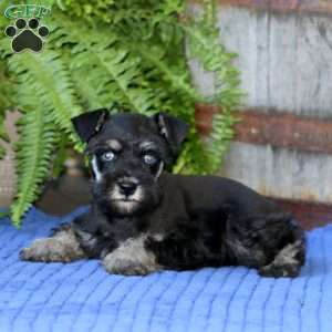 Carrie, Miniature Schnauzer Puppy