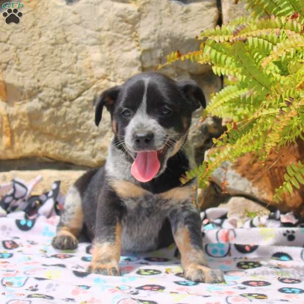 Carter, Blue Heeler Mix Puppy